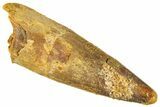 Fossil Spinosaurus Tooth - Real Dinosaur Tooth #296888-1